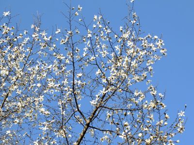 都筑中央公園（こぶし）
