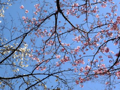 都筑中央公園（こぶしの花と横浜緋桜）
