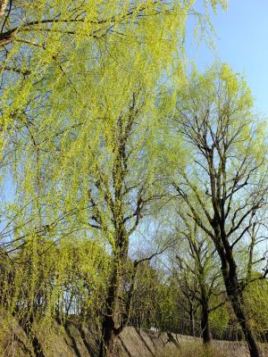 都筑中央公園（やなぎ）
