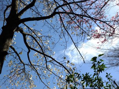 都筑中央公園（こぶしの花と横浜緋桜）

