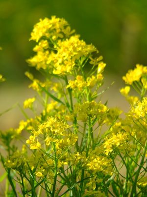 荏田東四丁目（菜の花）
