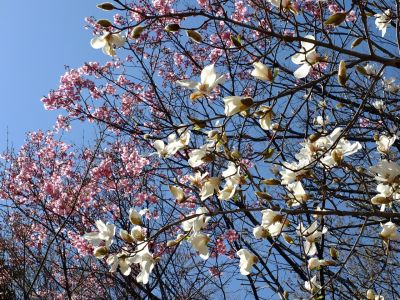 都筑中央公園（こぶしの花と横浜緋桜）
