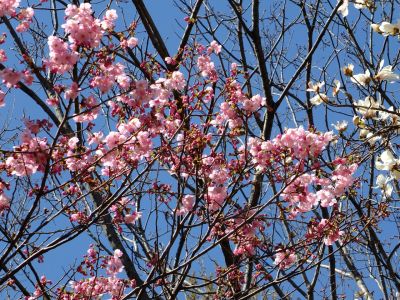 都筑中央公園（こぶしの花と横浜緋桜）
