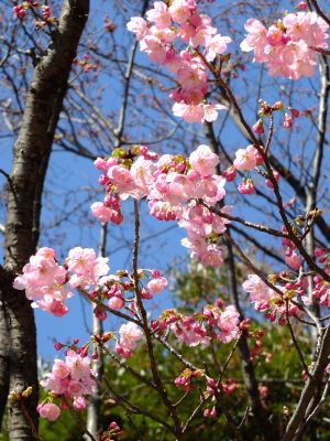 都筑中央公園（横浜緋桜）
