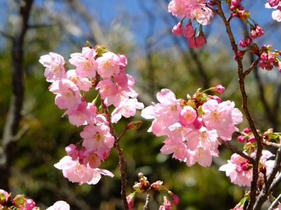 都筑中央公園（横浜緋桜）
