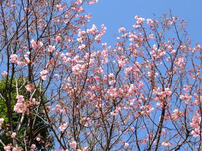 都筑中央公園（横浜緋桜）
