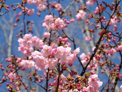 都筑中央公園（横浜緋桜）
