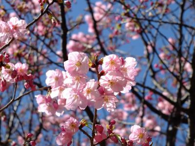 都筑中央公園（横浜緋桜）

