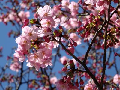 都筑中央公園（横浜緋桜）
