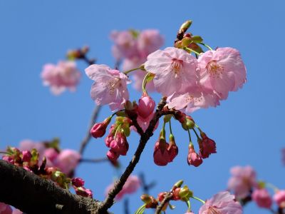 都筑中央公園（横浜緋桜）
