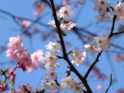 都筑中央公園（横浜緋桜他）
