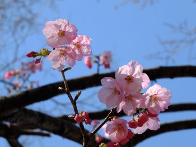 都筑中央公園（横浜緋桜）
