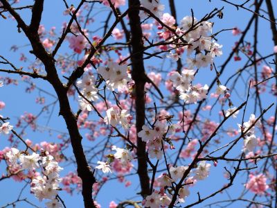 都筑中央公園（横浜緋桜他）
