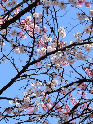 都筑中央公園（横浜緋桜他）
