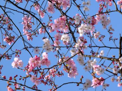 都筑中央公園（横浜緋桜他）
