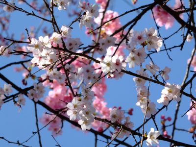 都筑中央公園（横浜緋桜他）
