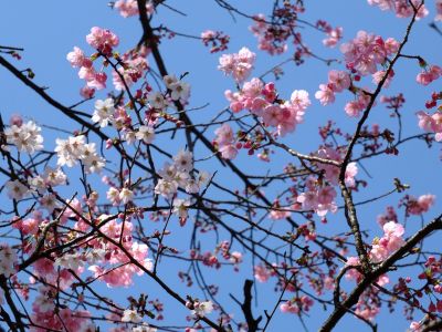都筑中央公園（横浜緋桜他）
