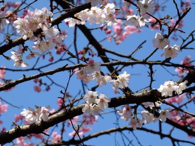 都筑中央公園（横浜緋桜他）

