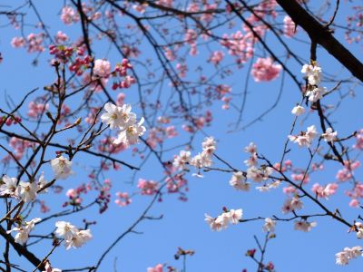都筑中央公園（横浜緋桜他）
