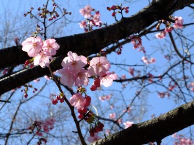 都筑中央公園（横浜緋桜）

