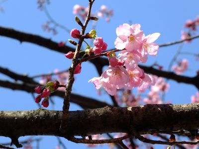 都筑中央公園（横浜緋桜）
