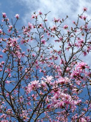 矢崎橋（こぶしの花）
