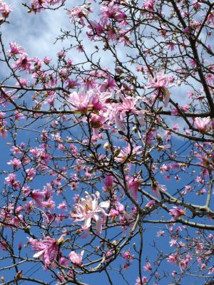 矢崎橋（こぶしの花）
