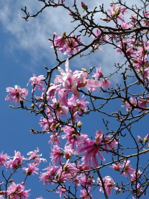矢崎橋（こぶしの花）
