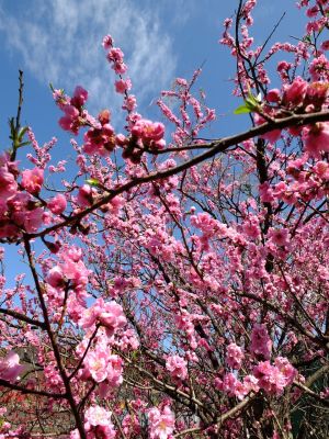 矢崎橋（桃の花）

