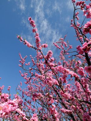 矢崎橋（桃の花）
