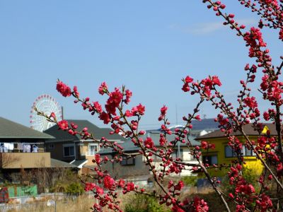 矢崎橋（桃の花）
