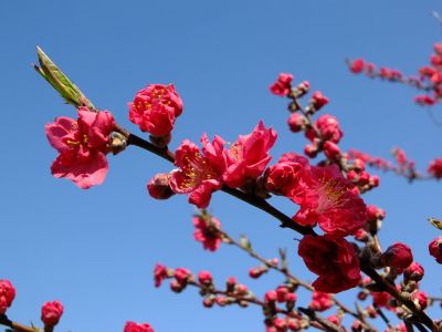 矢崎橋（桃の花）
