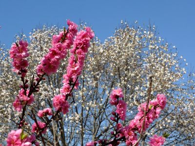矢崎橋（桃の花）
