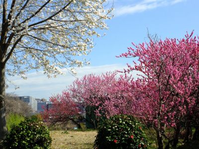 矢崎橋（桃の花）
