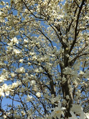 矢崎橋（モクレンの花）
