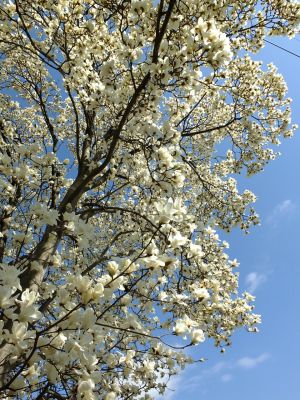 矢崎橋（モクレンの花）
