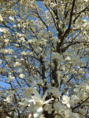 矢崎橋（モクレンの花）
