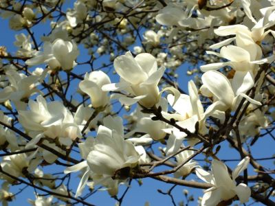 矢崎橋（モクレンの花）
