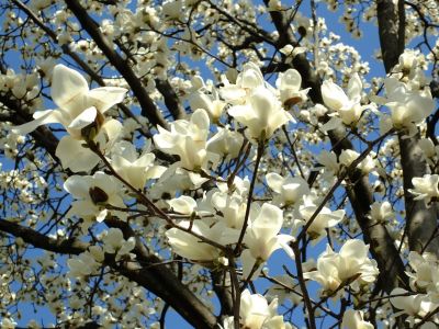 矢崎橋（モクレンの花）
