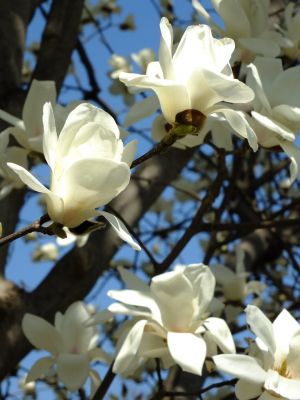 矢崎橋（モクレンの花）
