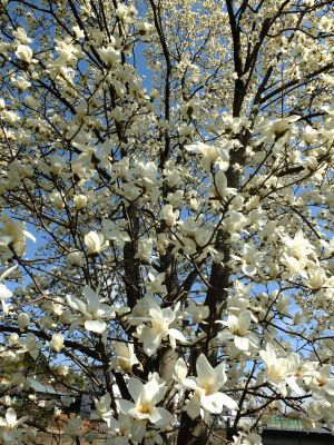 矢崎橋（モクレンの花）
