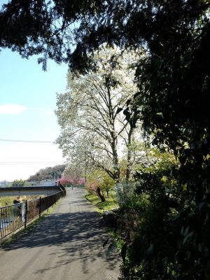 矢崎橋（モクレンの花）
