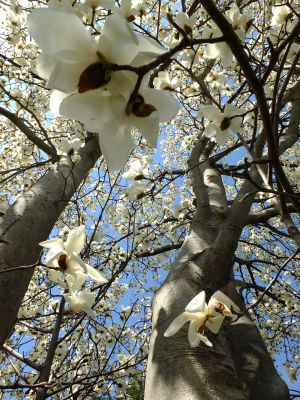 矢崎橋（モクレンの花）
