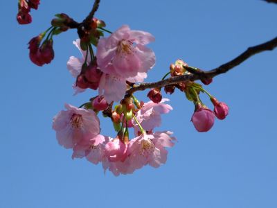 矢崎橋（横浜緋桜）
