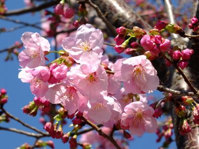 矢崎橋（横浜緋桜）
