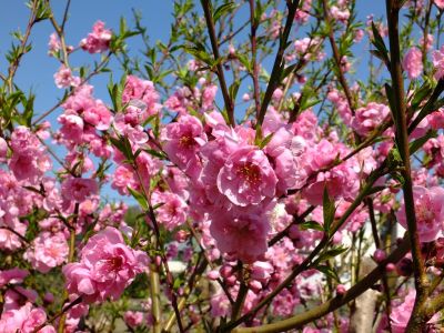 矢崎橋（桃の花）

