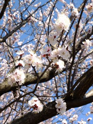 八幡山公園（杏の花）
