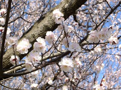 八幡山公園（杏の花）
