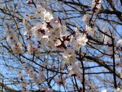 八幡山公園（杏の花）
