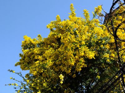 中川（ミモザ）
